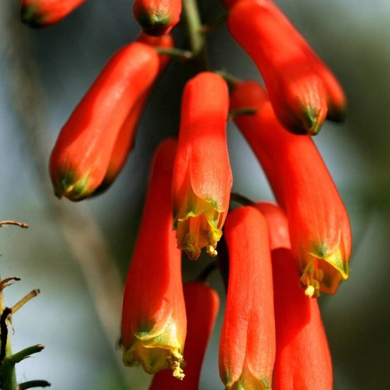 Common Climbing Aloe Aloiampelos ciliaris